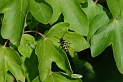 Wasp beetle - A